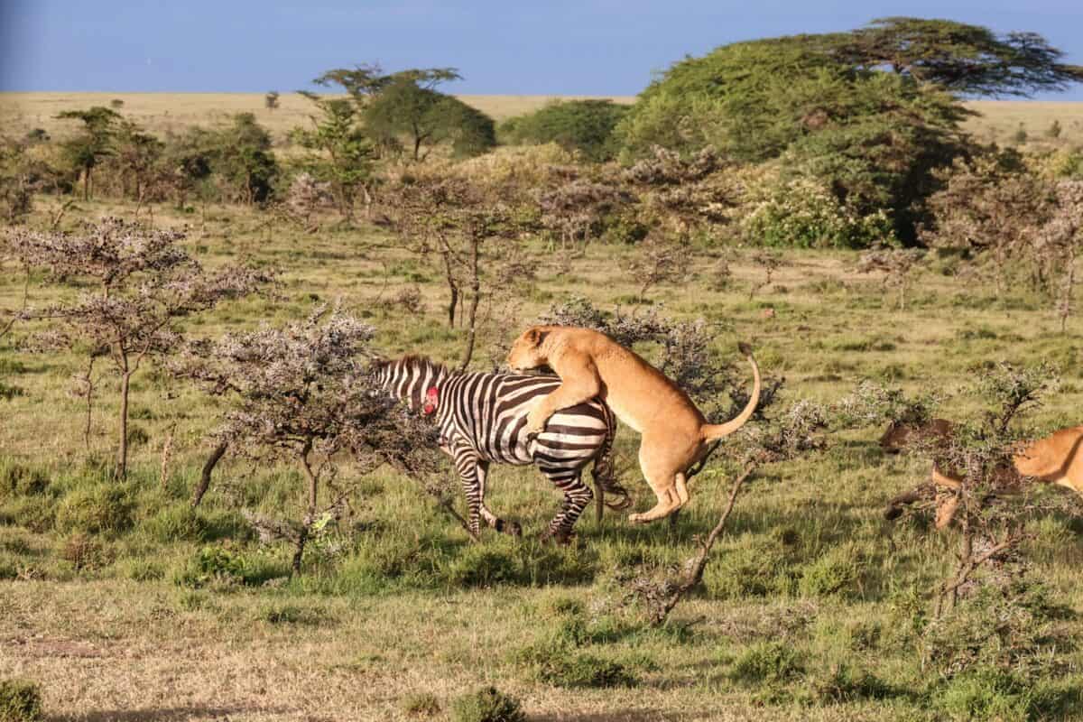 un zèbre et un chien se battant dans un champ