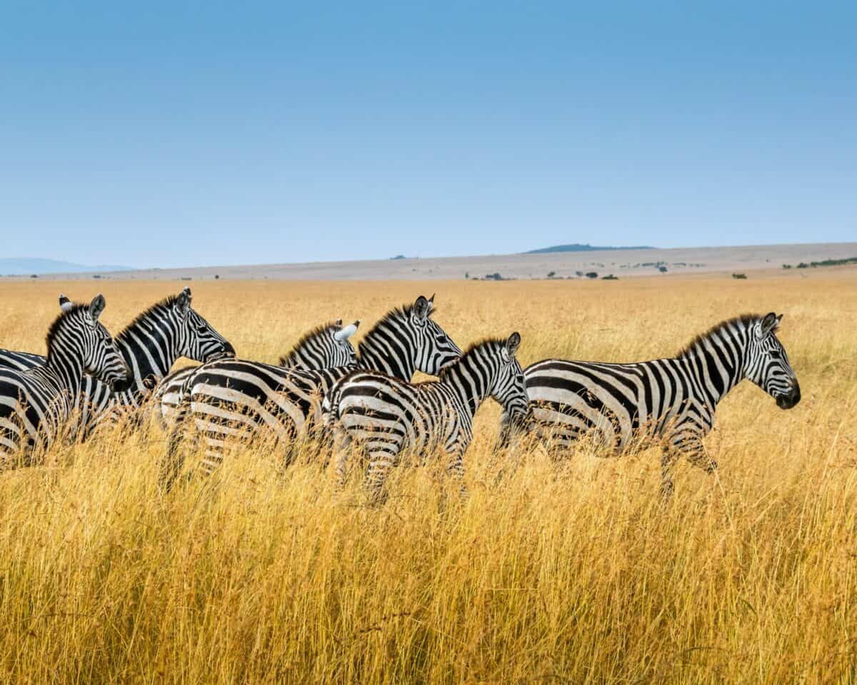 groupe de zèbre marchant sur un champ de blé