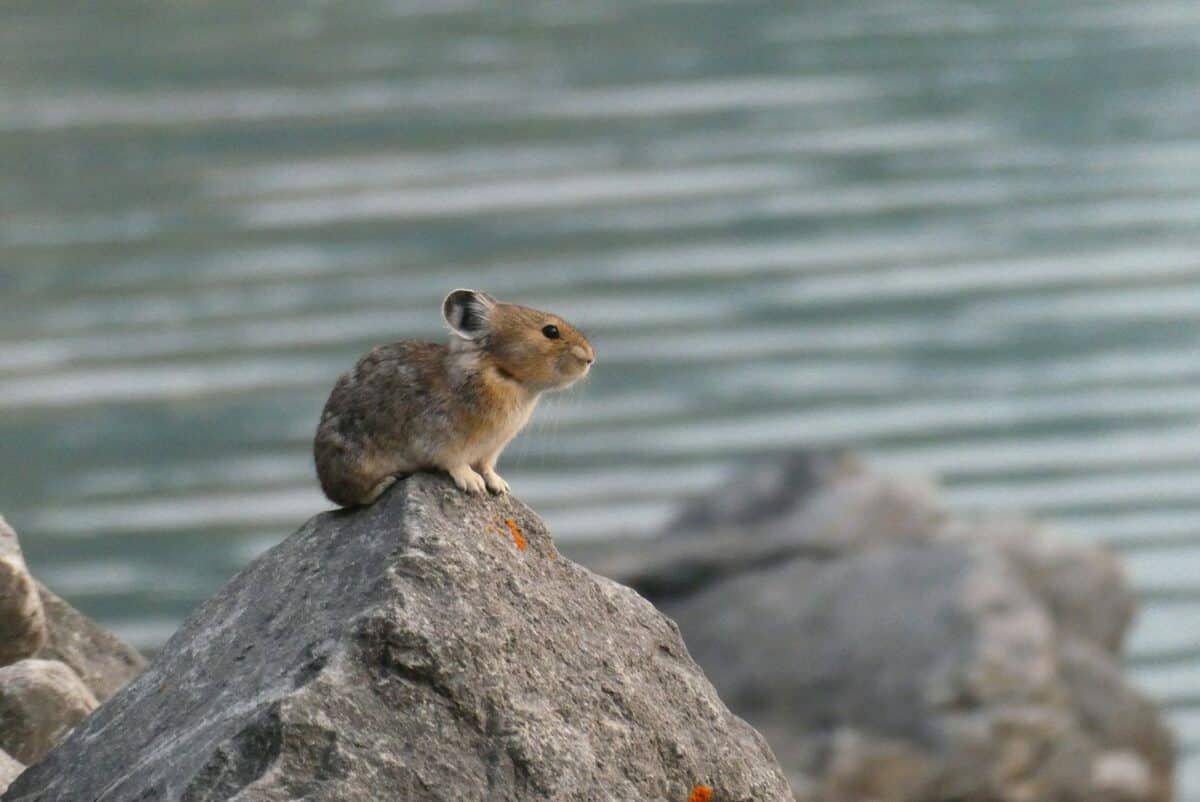 Pika