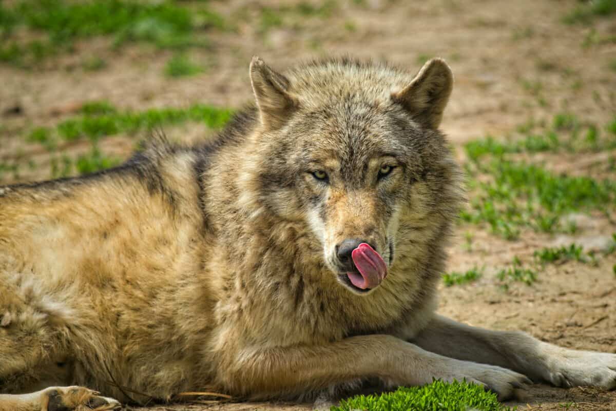 loup