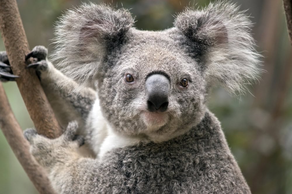 koala