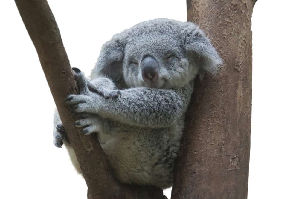 koala