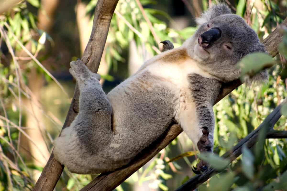 Koala 