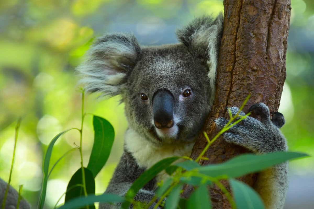 Koala 