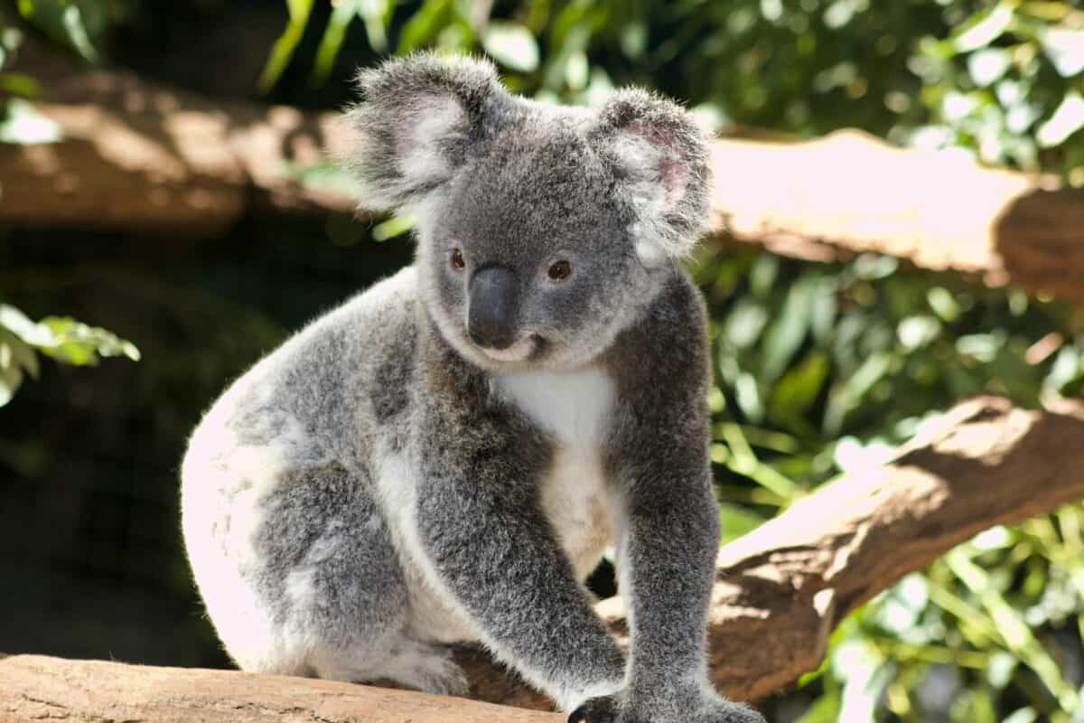 Koala 