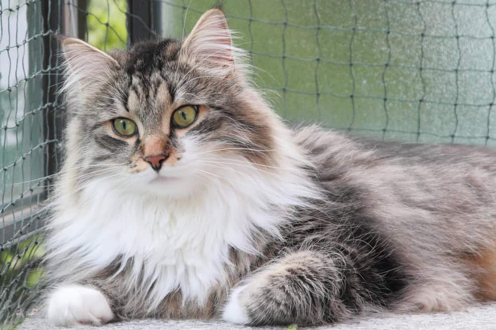Mâle de chat sibérien