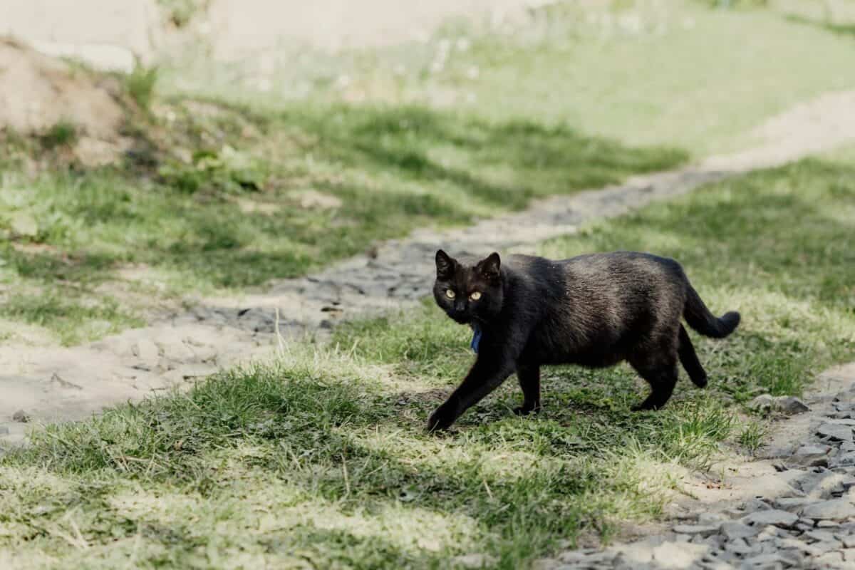 Un chat Bombay noir marche gracieusement sur un chemin de galets ensoleillé, entouré de verdure.