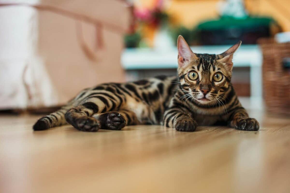 Gros plan d'un chat Bengal allongé sur le sol à l'intérieur, mettant en valeur ses marques distinctes.