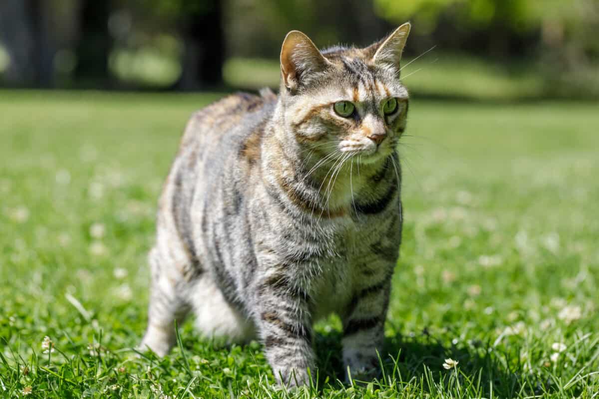 bobtail américain