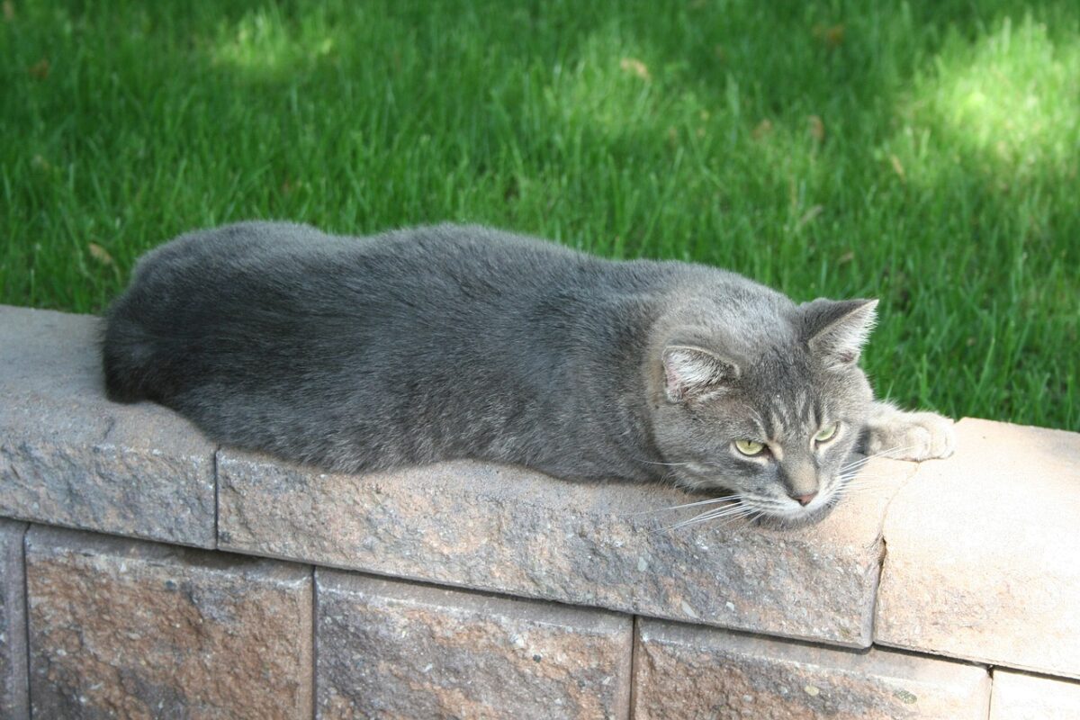 chat mannois