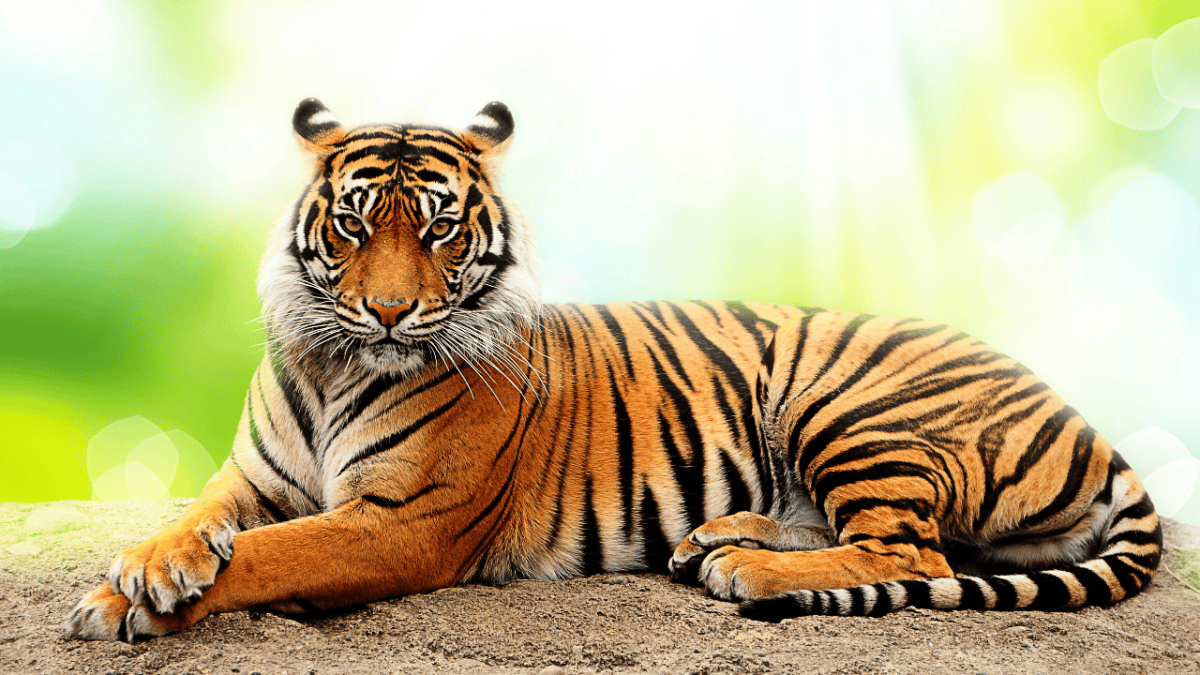 Zodiaque chinois, Tigre