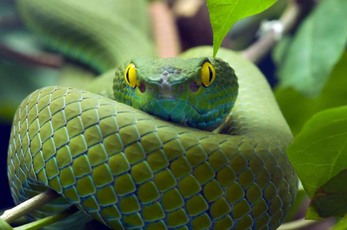 Zodiaque chinois, Serpent