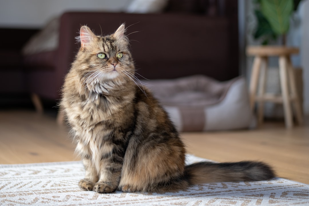 dixMaine Coon (crédits image : unsplash)