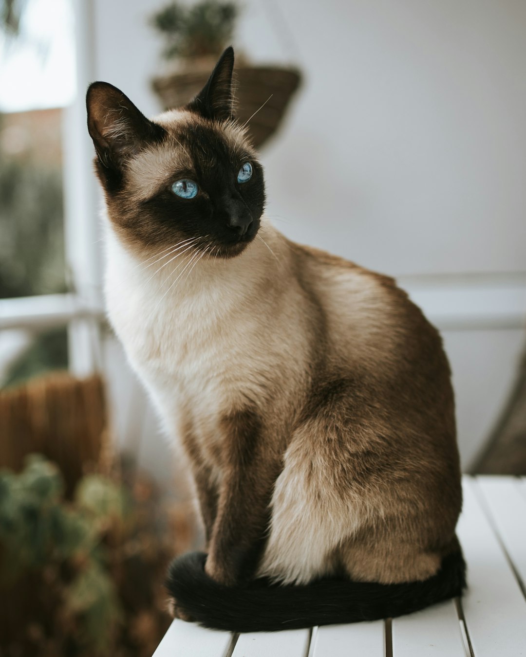 7 Siamois (crédits image : unsplash)