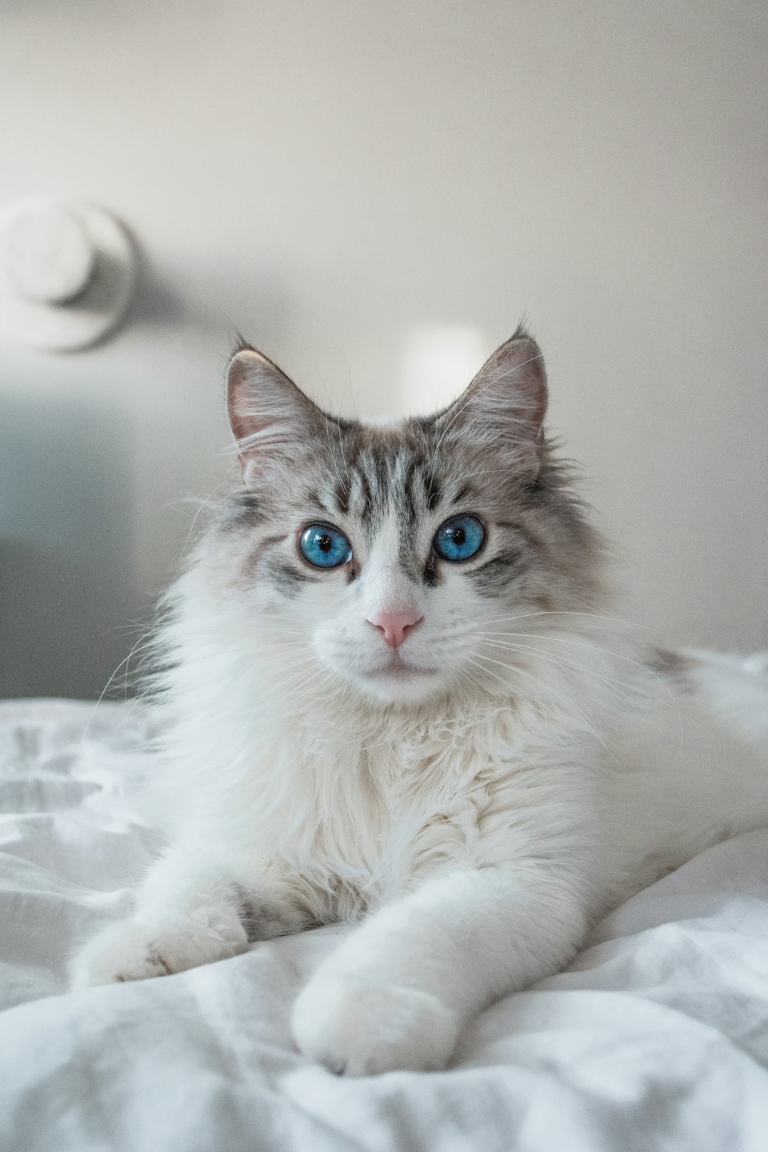9 Ragdoll (crédits image : unsplash)