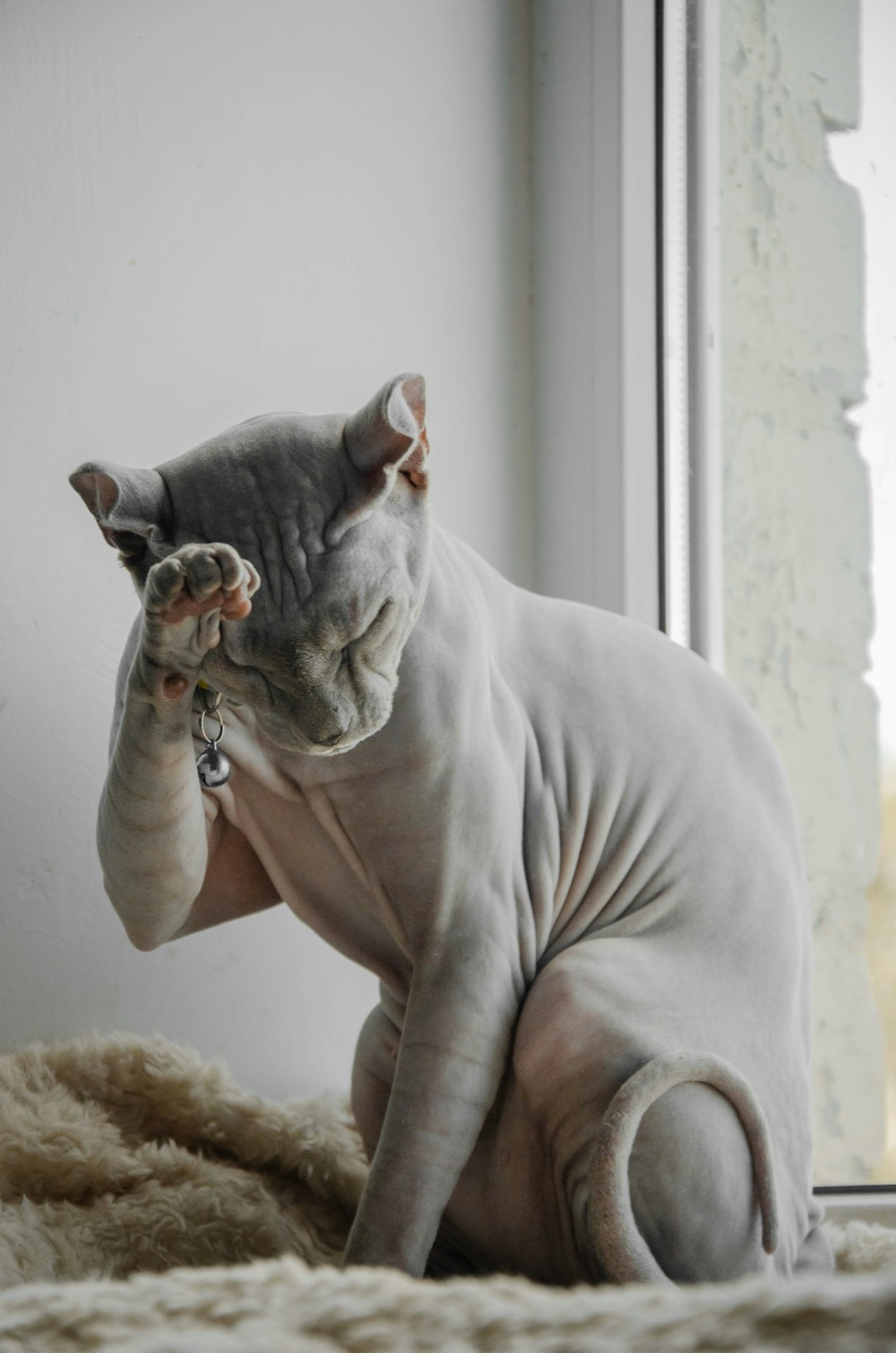 4Sphynx (crédits image : unsplash)