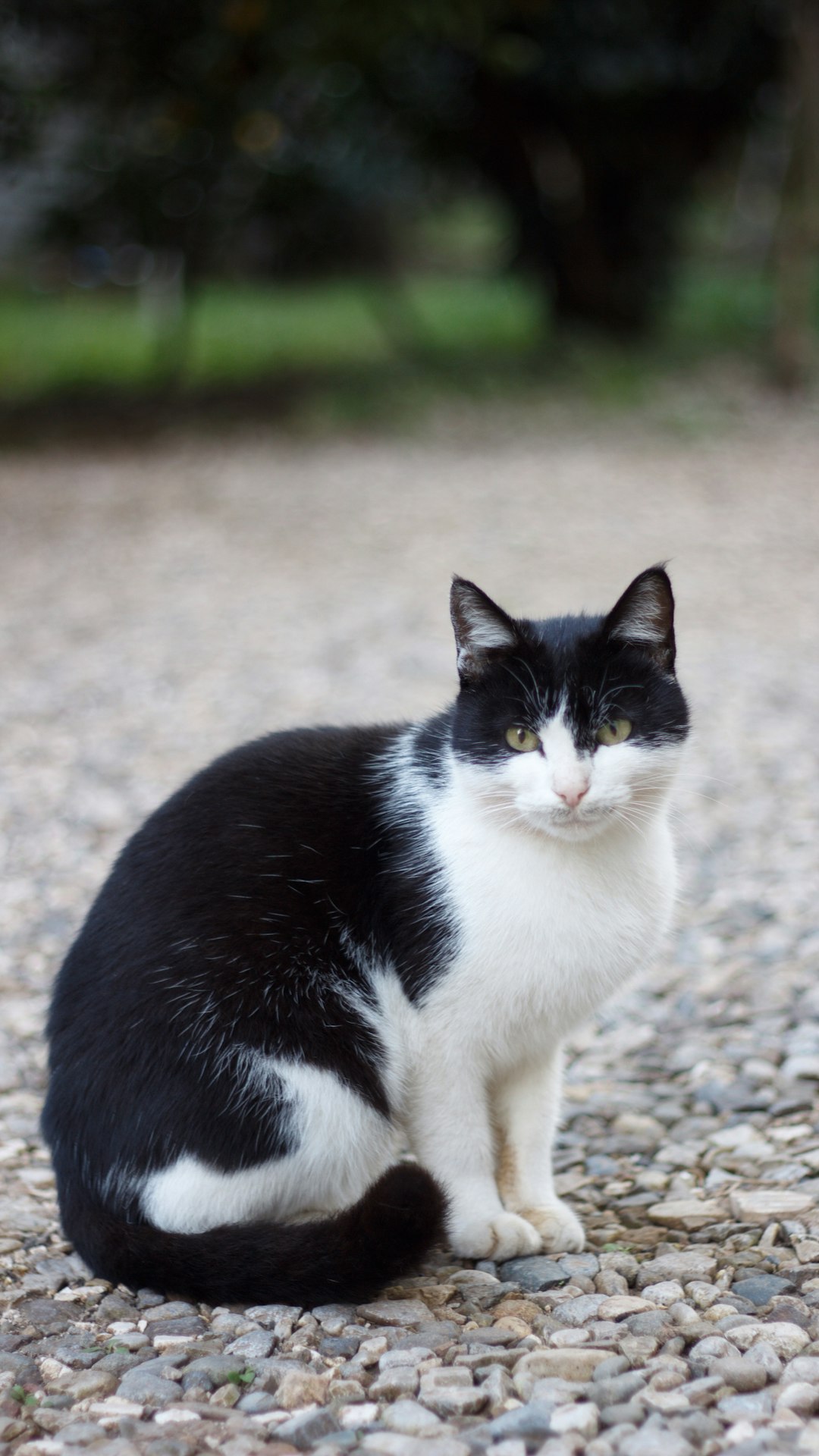 6 Manx (crédits image : unsplash)