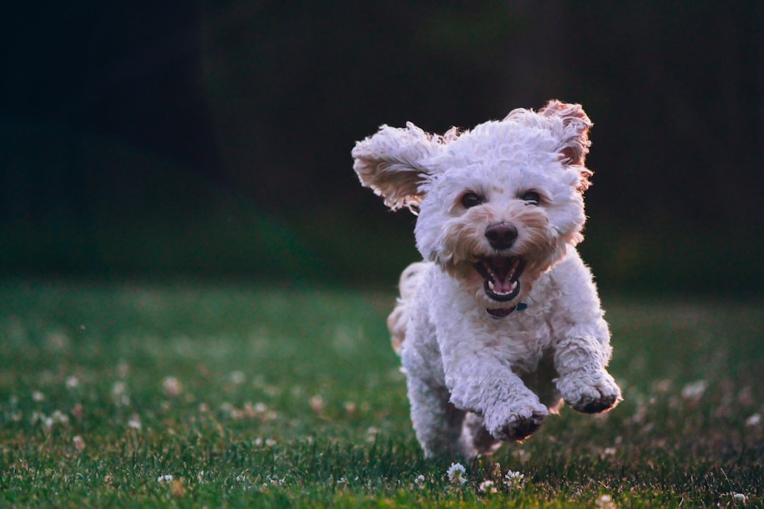 5. Imiter le comportement humain (crédits image : unsplash)