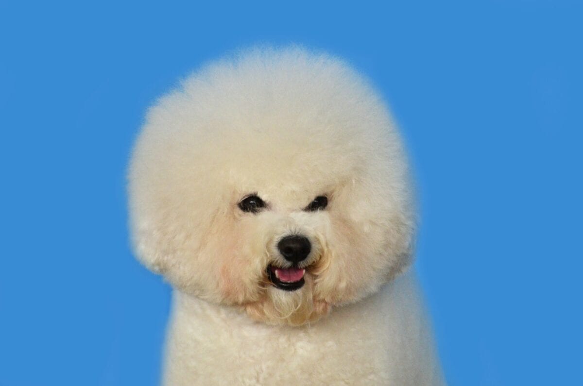 chiot beige à poil moyen