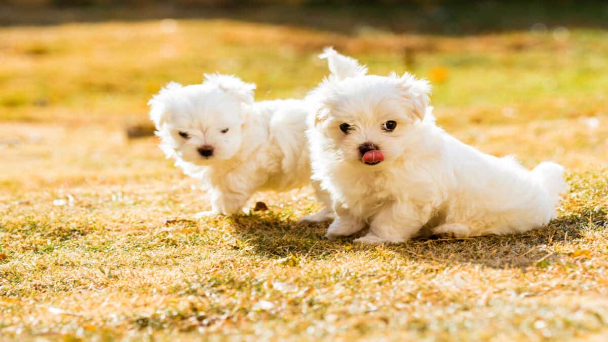 Chiot maltais jouant sur l'herbe.