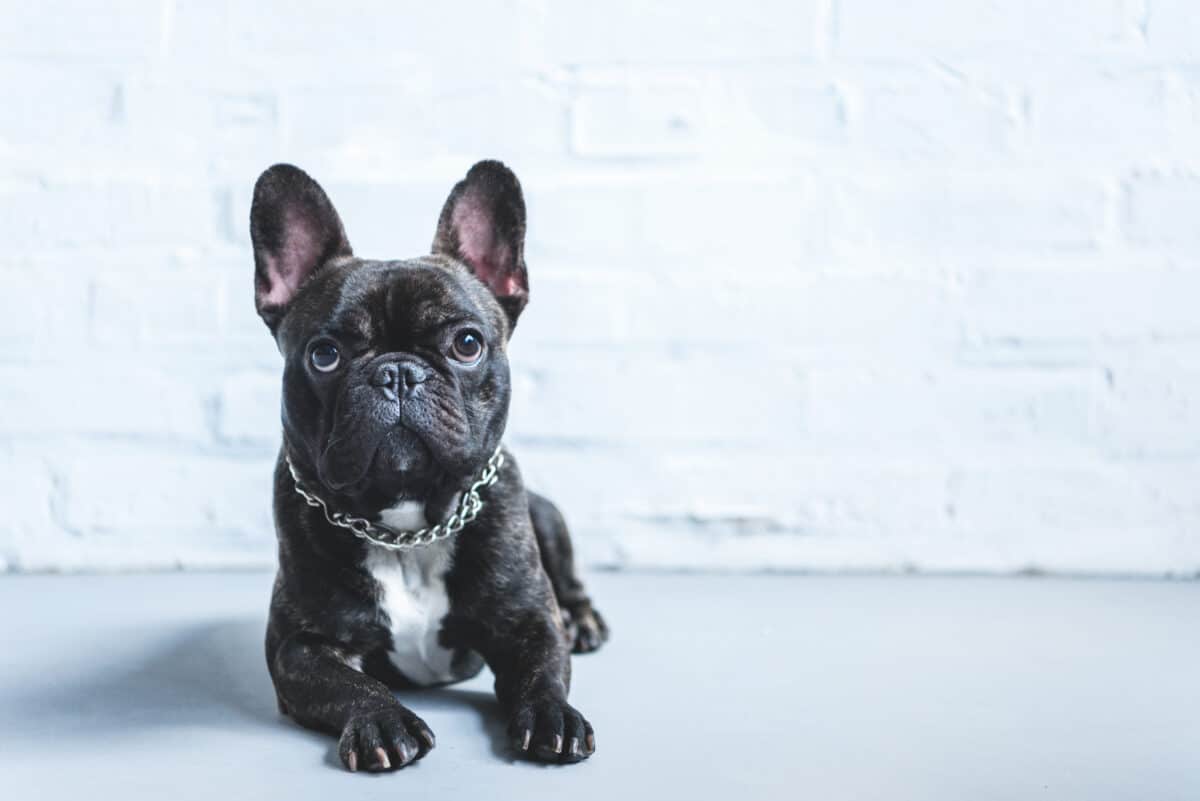 Bouledogue français
