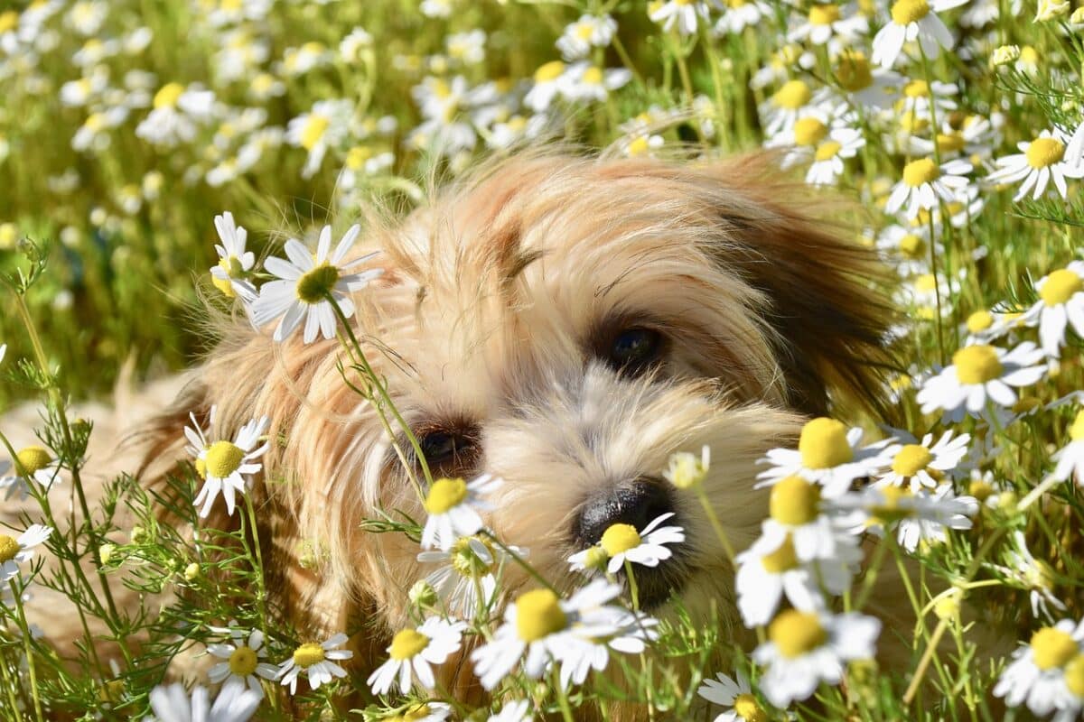 Bichon Havanais