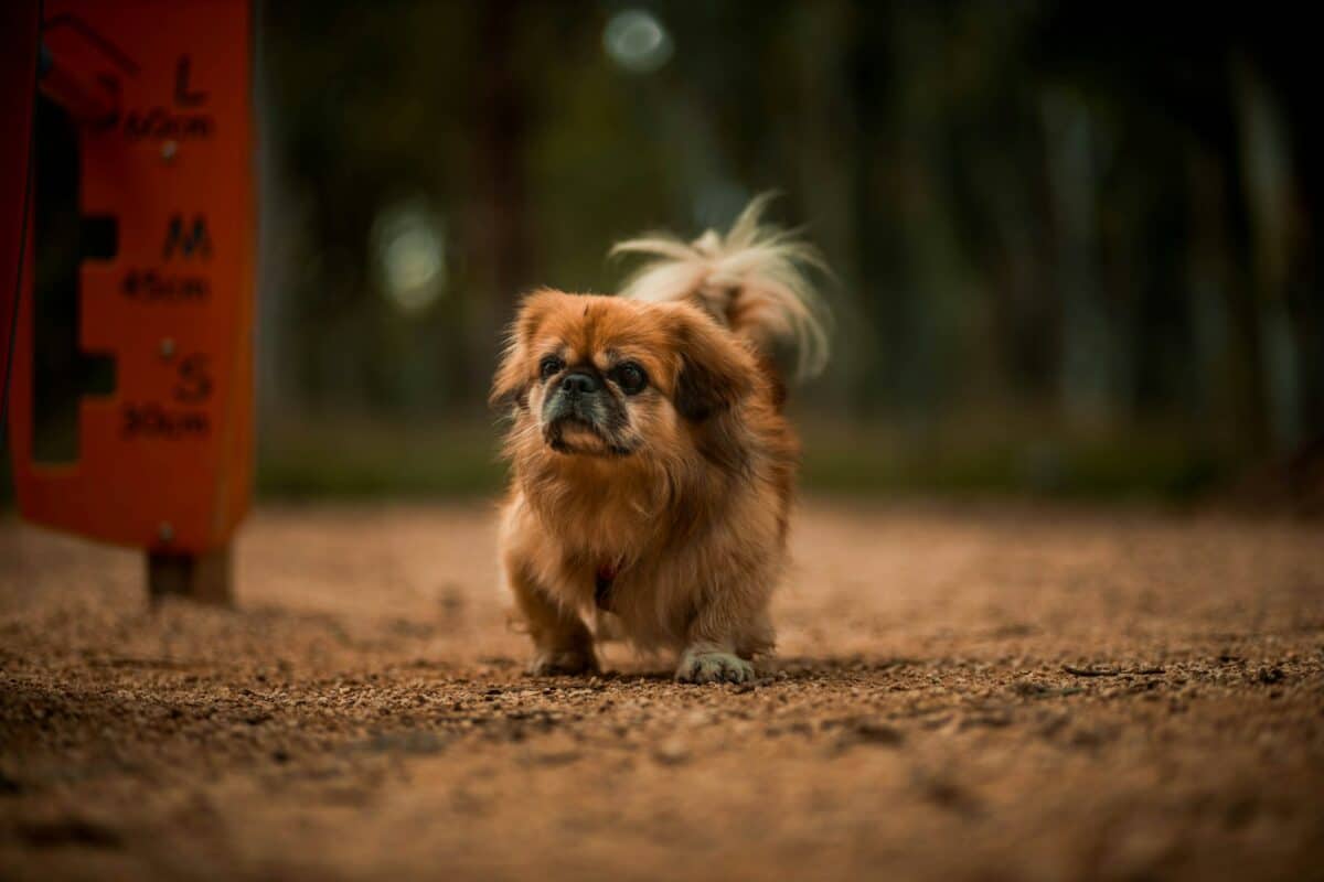 petit chien aux cheveux longs brun et blanc sur un sol brun pendant la journée
