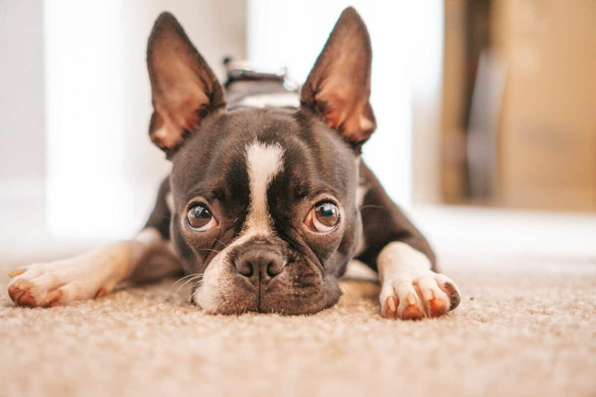 chiot bouledogue français noir et blanc allongé sur un textile blanc