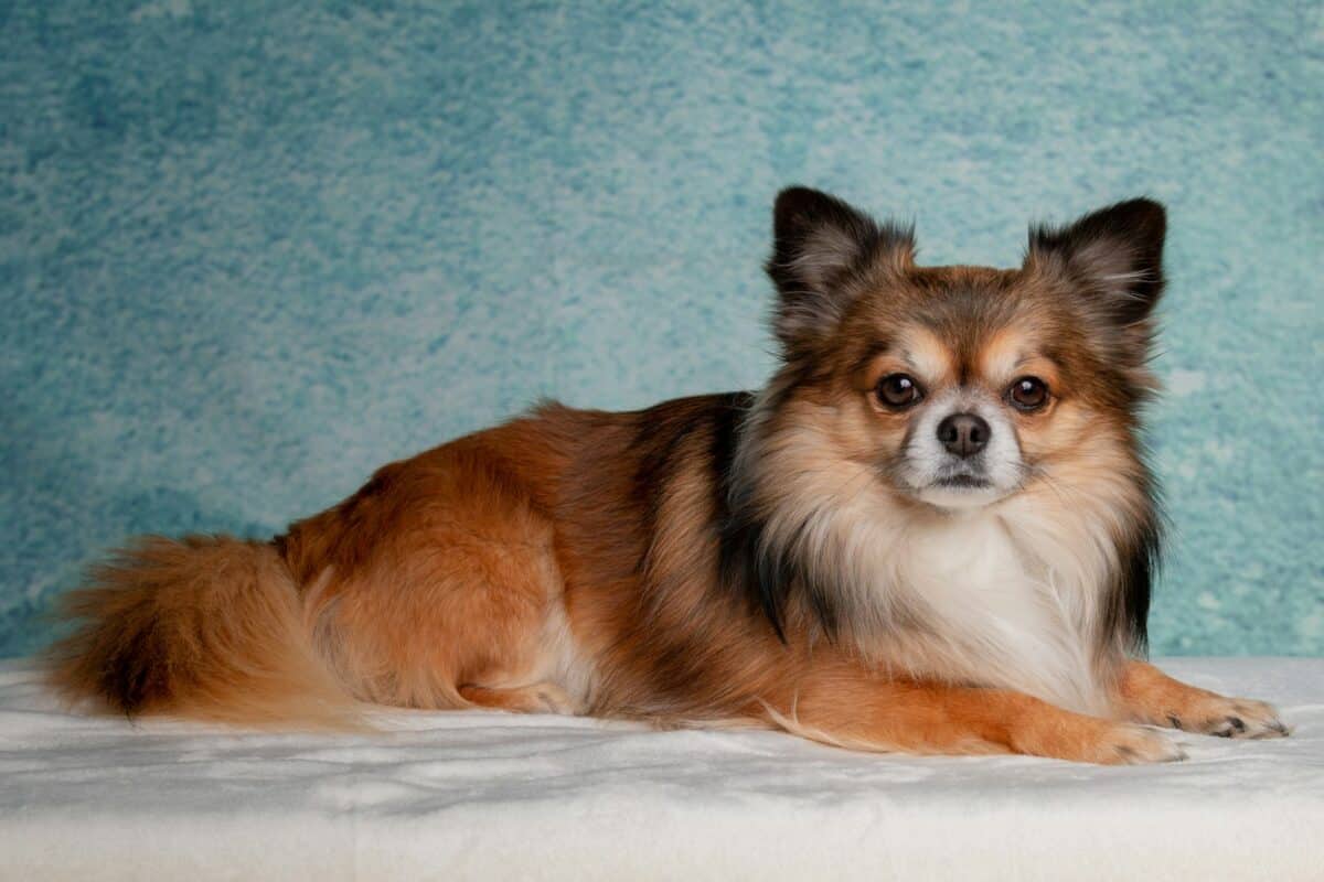 Chihuahua à poil long blanc et brun adulte allongé sur le lit