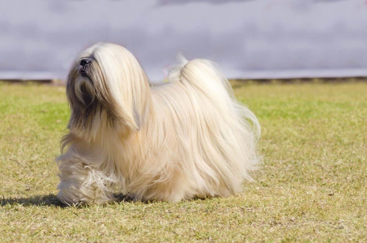 Lhassa Apso