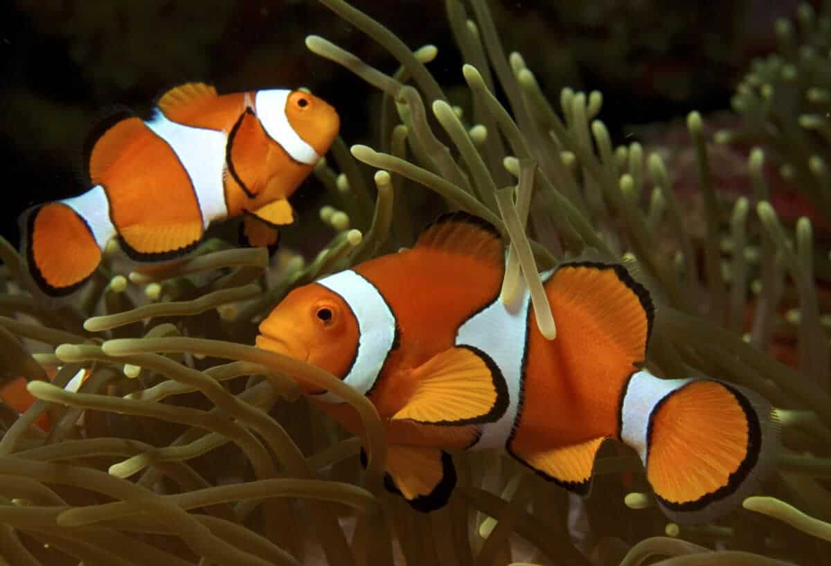poisson clown : animal des récifs coralliens