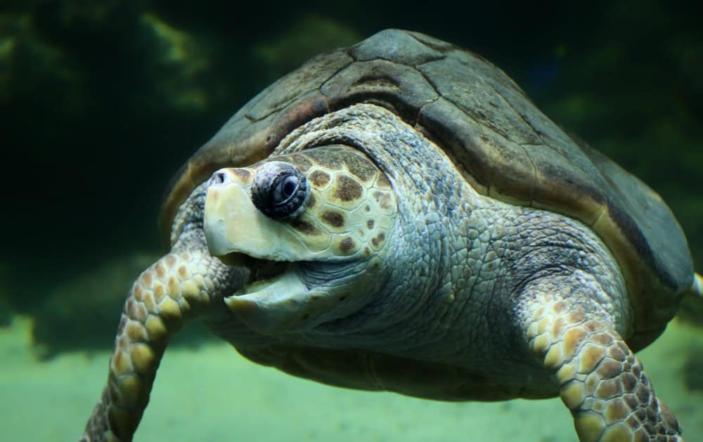 Vue rapprochée d'une tortue caouanne