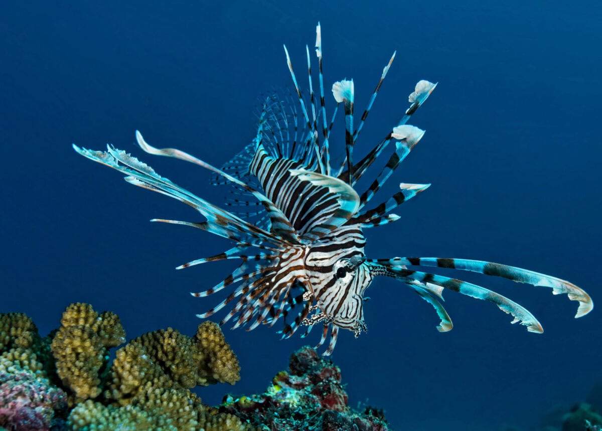 Poisson Lion