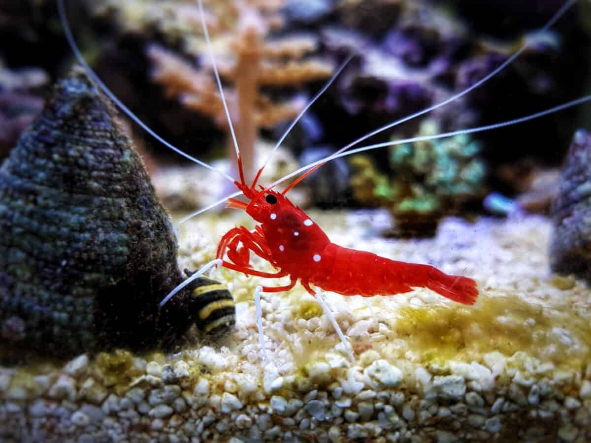 Crevettes nettoyantes Vierge-Rouge