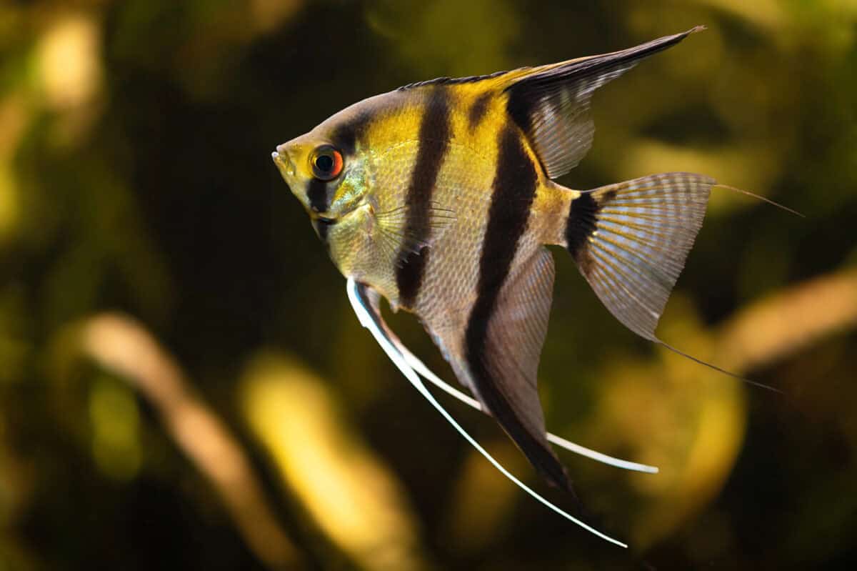 Balance-Poisson-Ange