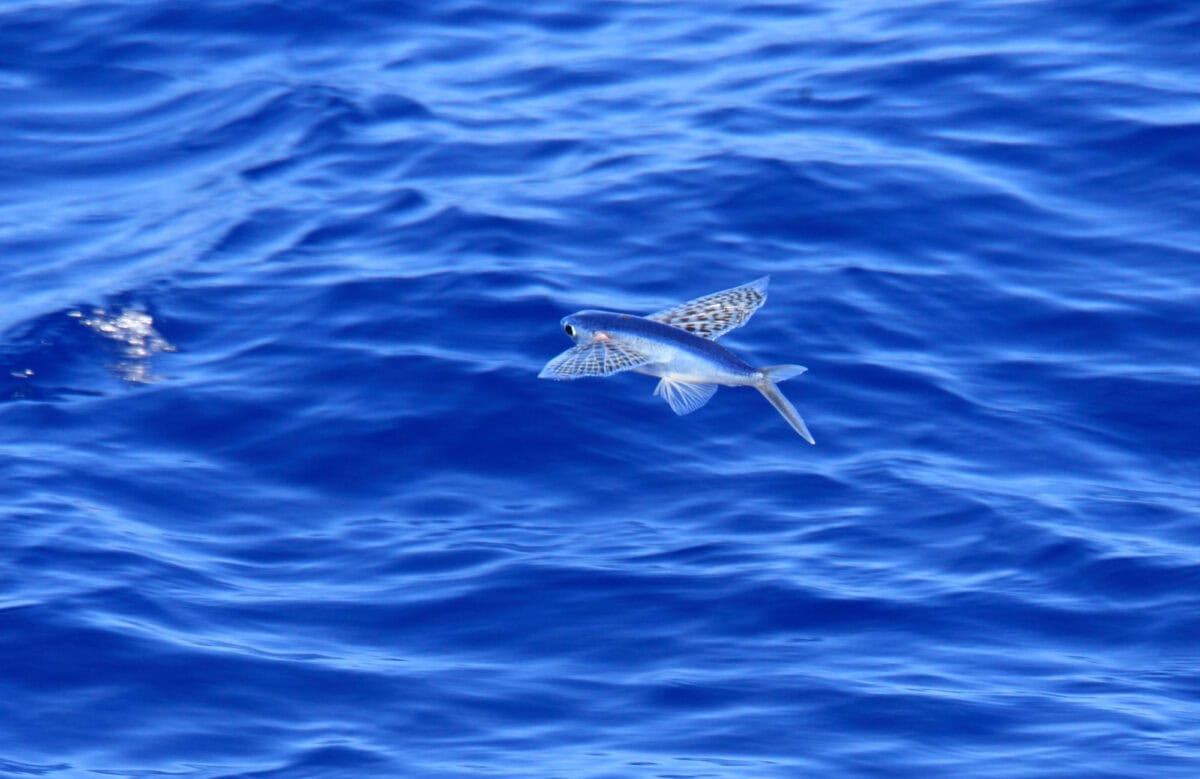 Poisson volant Sagittaire
