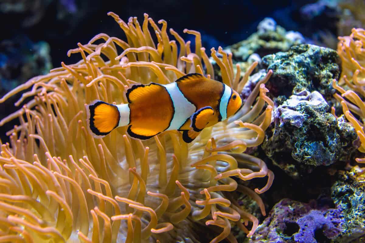 Poissons-Poisson-Clown