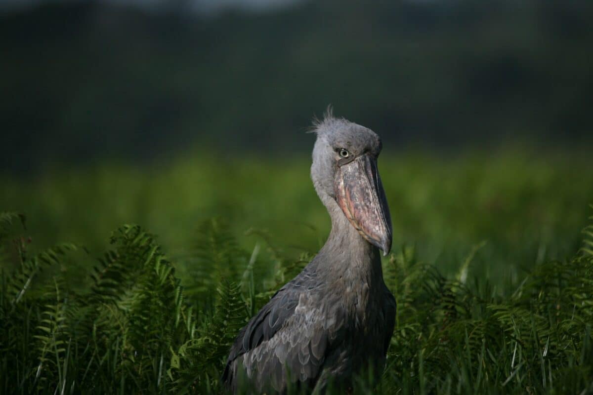 cigogne à bec-en-sabot