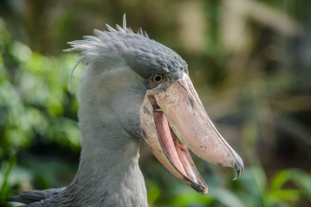 Image de cigogne à bec-en-sabot
