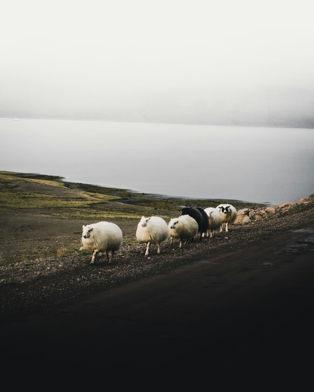 Le tremblement de terre chilien de 2010 : le bétail en détresse (crédits image : unsplash)
