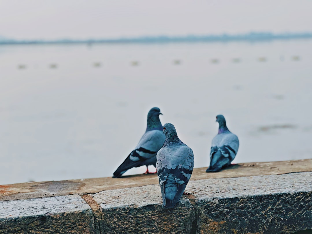 Le tremblement de terre du Cachemire de 2005 : oiseaux en vol (crédits image : unsplash)
