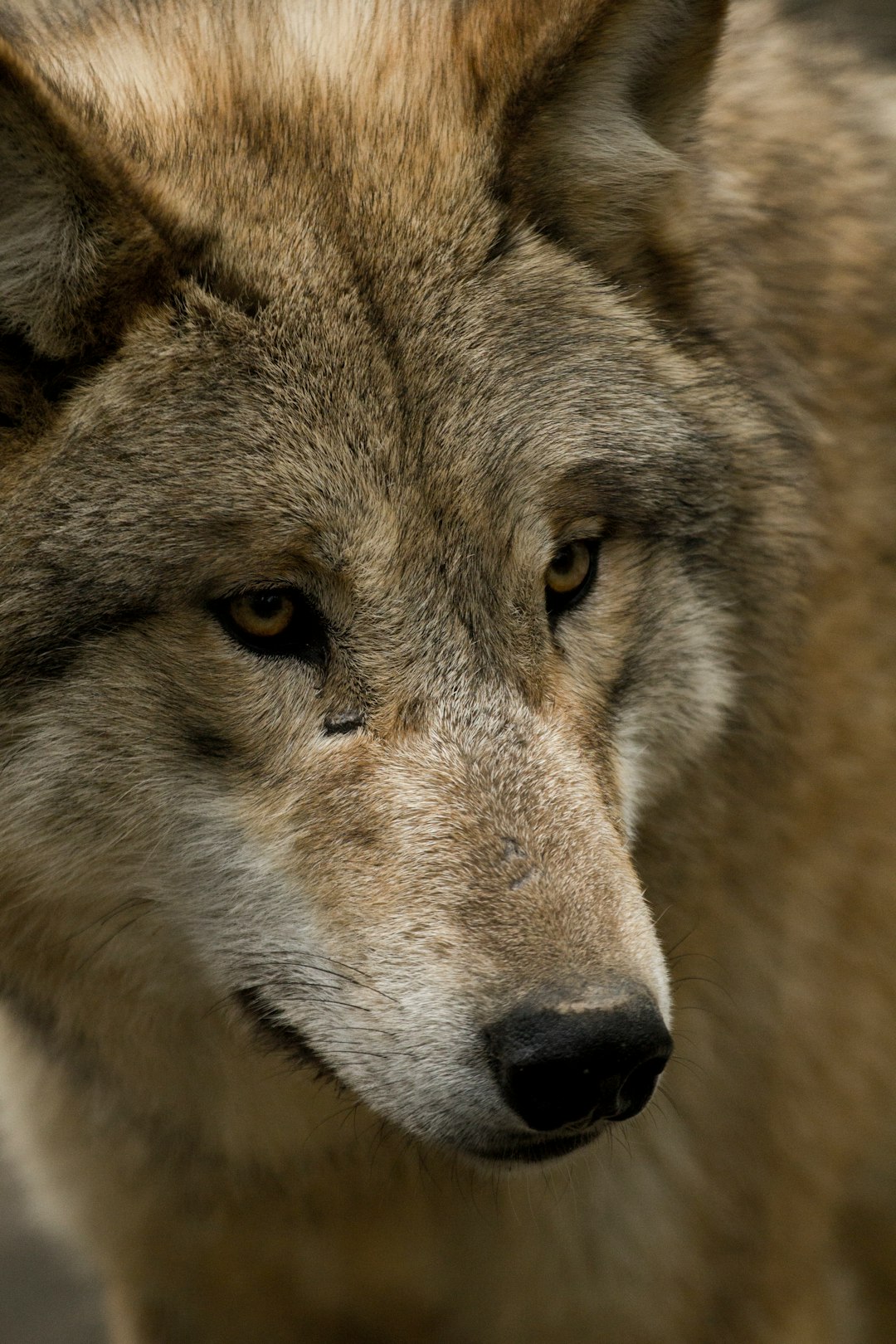 Le tremblement de terre de Mexico en 1985 : les animaux du zoo en alerte (crédits image : unsplash)