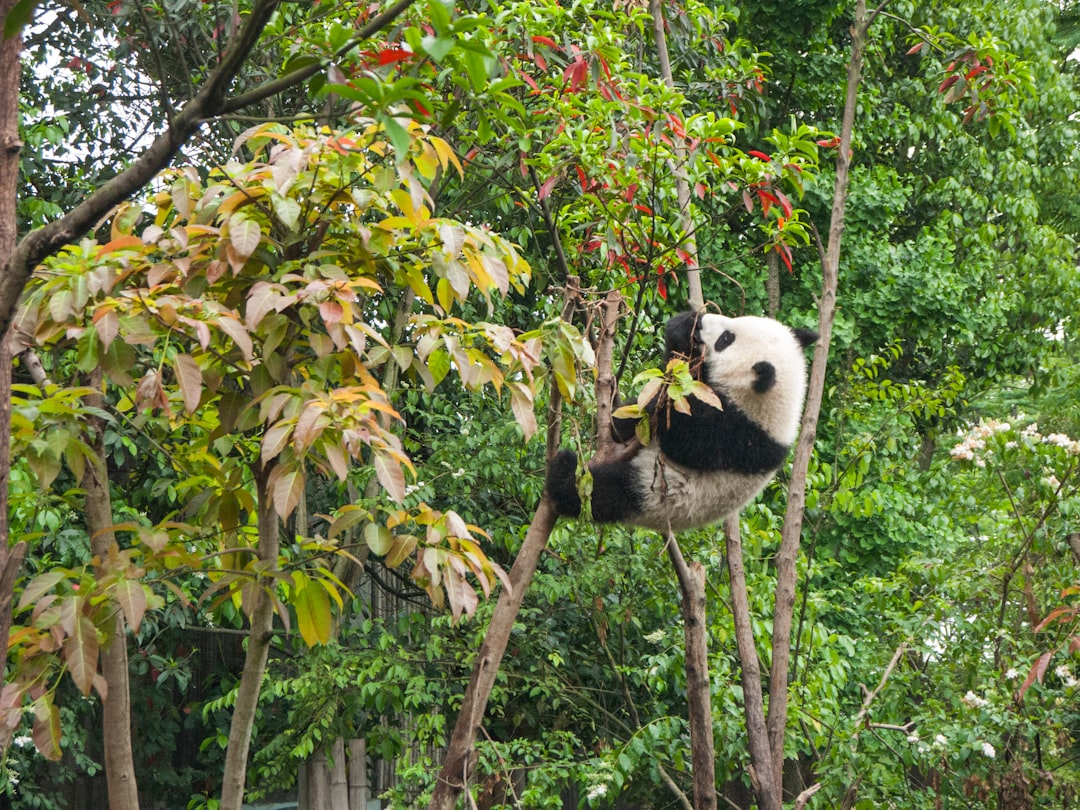 Le tremblement de terre du Sichuan en 2008 : les pandas en péril (crédits image : unsplash)