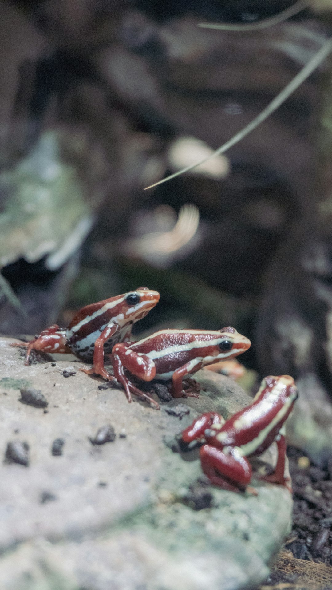 Le tremblement de terre de L'Aquila en 2009 : des grenouilles en mouvement (crédits image : unsplash)