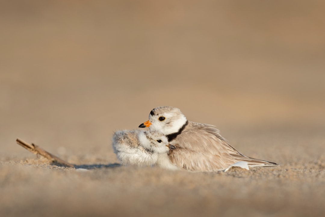 Le tremblement de terre de Loma Prieta en 1989 : des animaux agissant étrangement (crédits image : unsplash)
