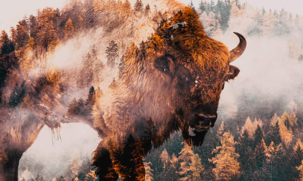 Animal spirituel-Bison. 