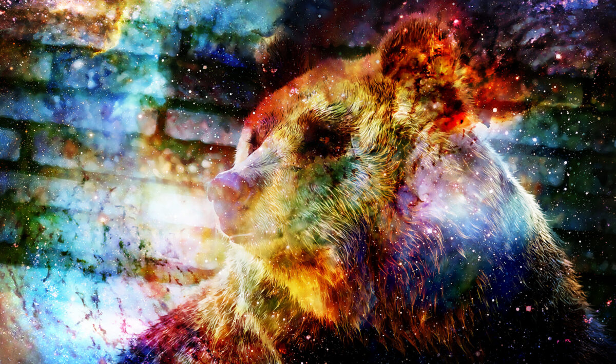 Animal spirituel-Ours