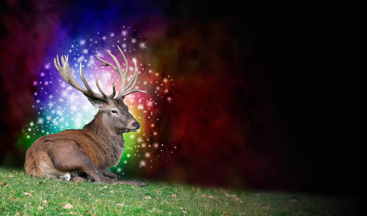 Animal spirituel-Cerf