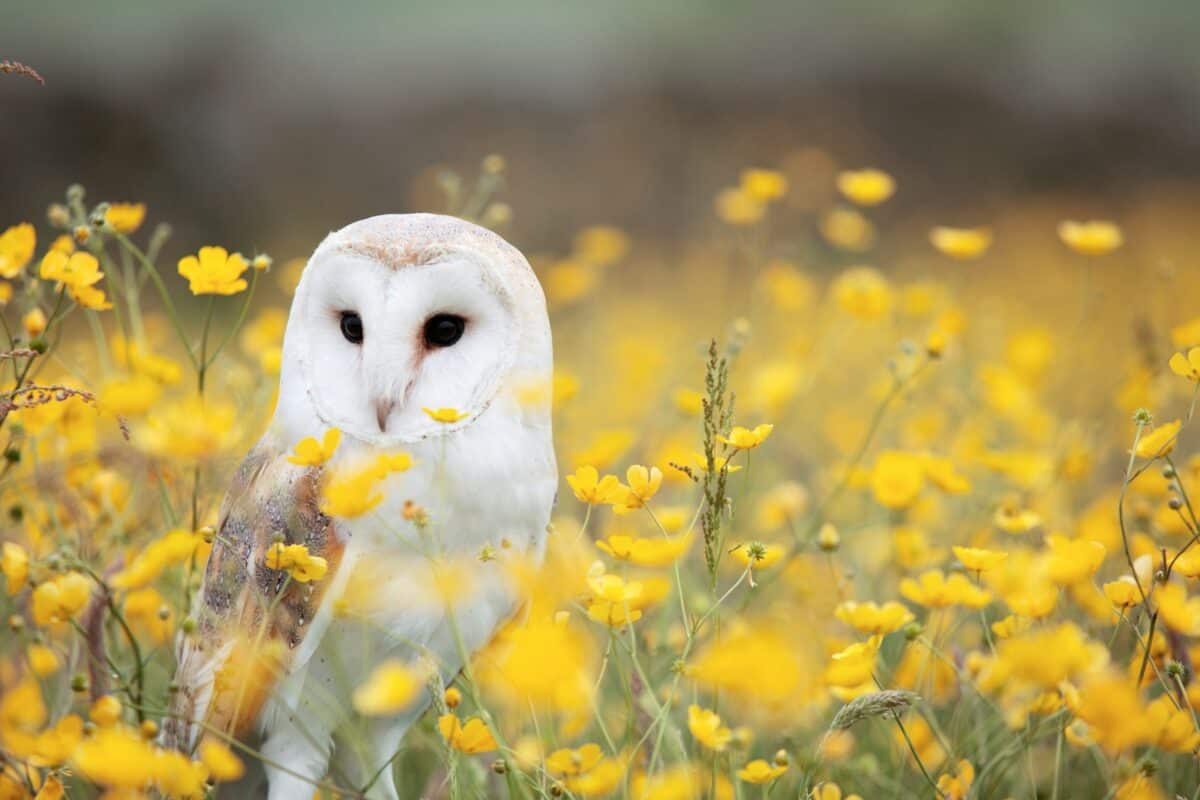 Chouette effraie des clochers blanche et brune sur un champ de fleurs aux pétales jaunes