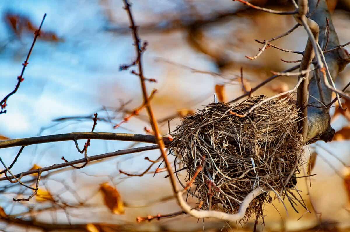 nid sur un arbre